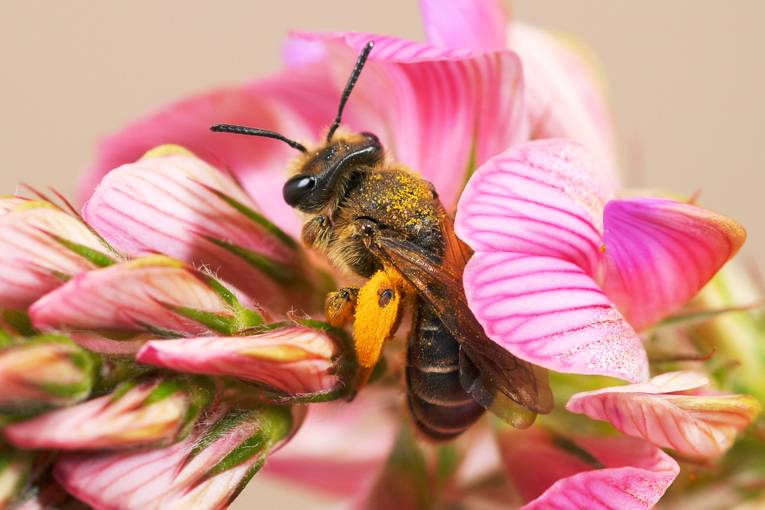 Biene auf einer Blüte. 
