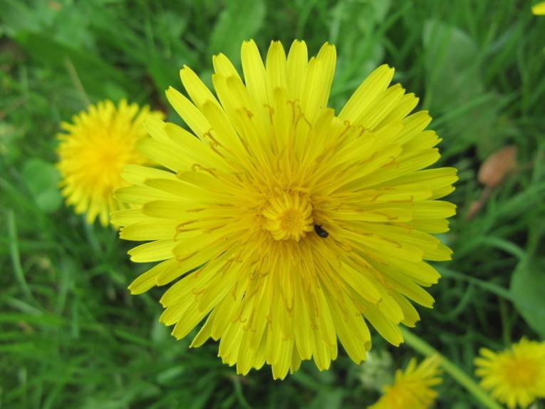 Große gelbe Blüte eines Löwenzahns