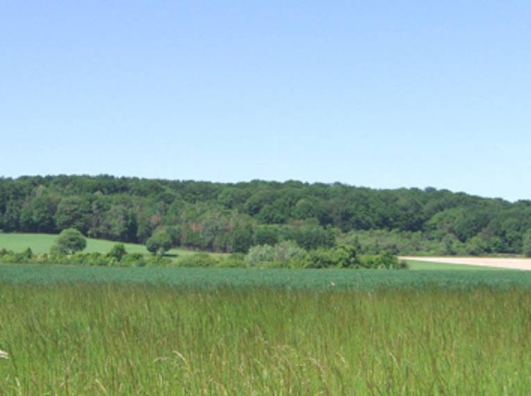 Ein üppig bewachsener Berg aus der Ferne. Davor Felder und Wiesen. 