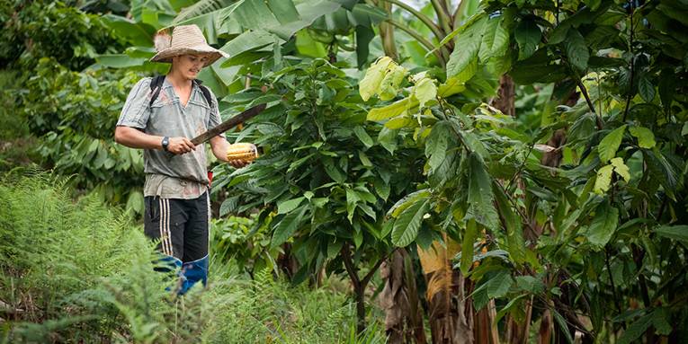 Ein junger Mann hält in einem Kakaoanbaugebiet Kolumbiens eine Machete in der Hand, um eine Kakaofrucht zu zerteilen.