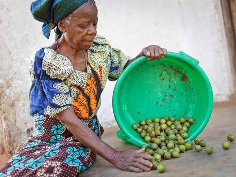 Afrikanische Farmerin leert eine Wanne mit gesammelten Macadamia-Nüssen.