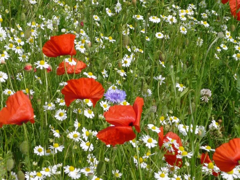 Mohnblumen, Kamille und andere Wildkräuter