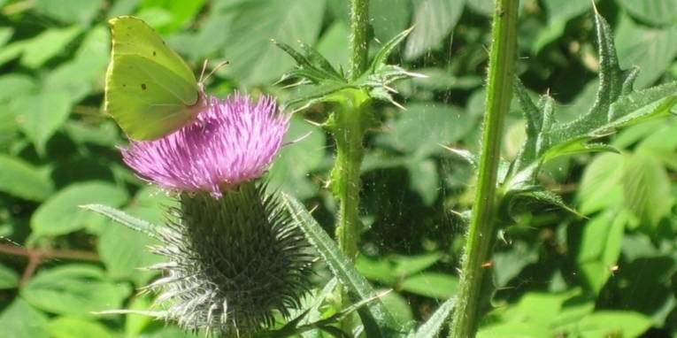 Zitronenfalter auf Blüte einer Distel
