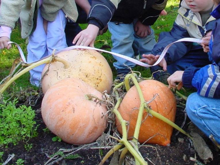 Kinder vermessen die Größe von Kürbissen
