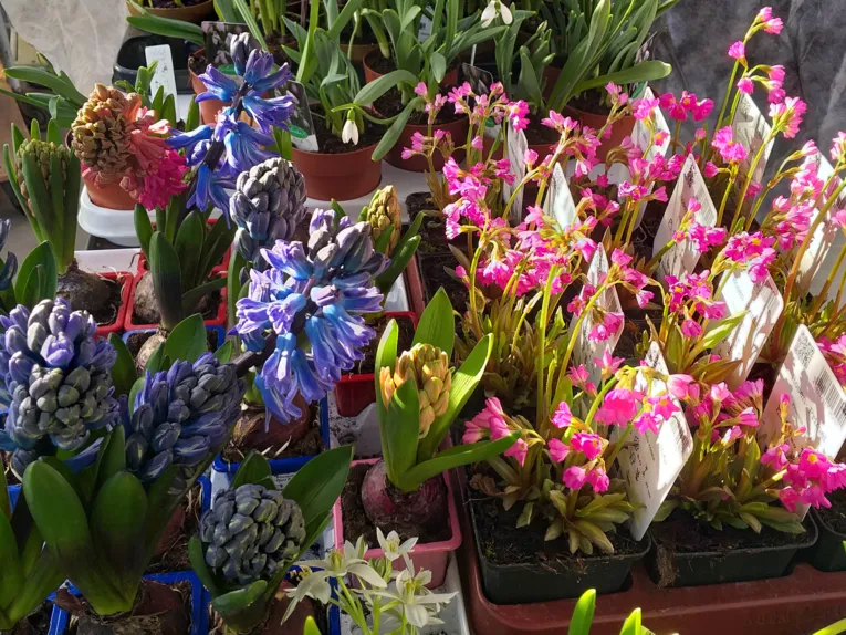 Blumen. 