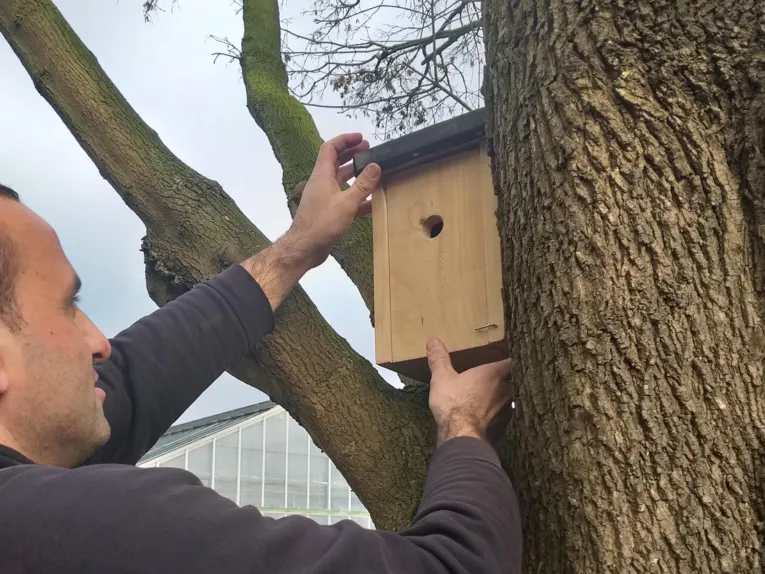 Mann, der ein Vogelhaus im Baum platziert. 