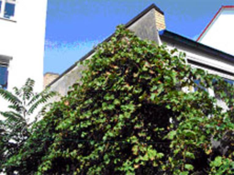 Fassadenbegrünungen