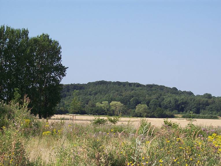 Sommerliche Blumenwiese vor Benther Berg