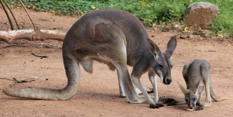Ein Känguru sucht mit seinem Jungtier nach Essbarem auf dem Boden.