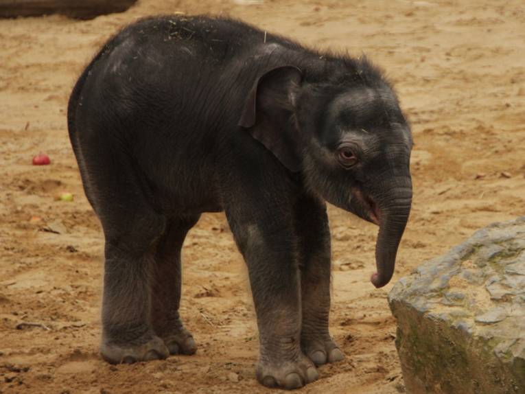 Ein kleiner Elefant.