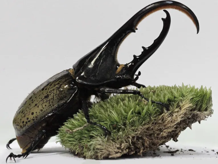 Ein Käfer mit mächtigen Greifern.