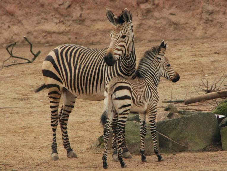 Zebra mit Jungtier. 