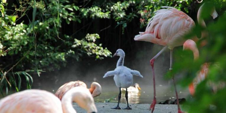 Ein kleiner grauer Flamingo zwischen älteren Tieren. 