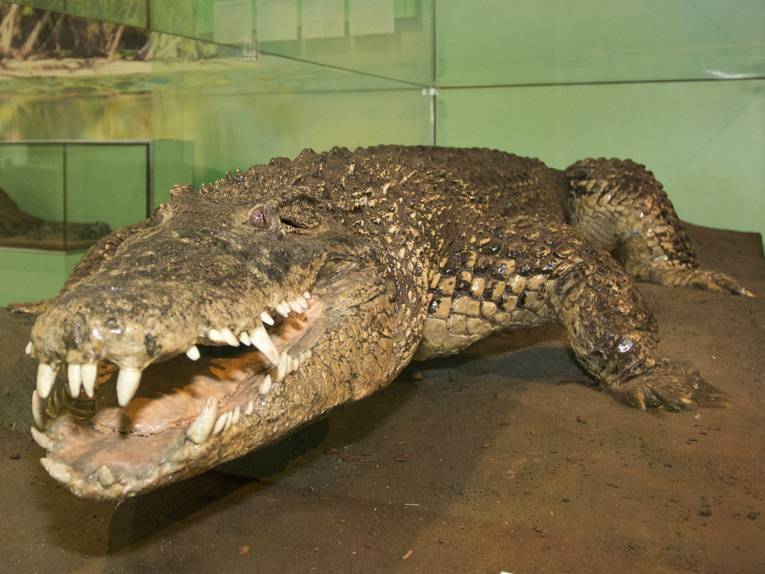 Krokodil in einem Glasschaukasten.