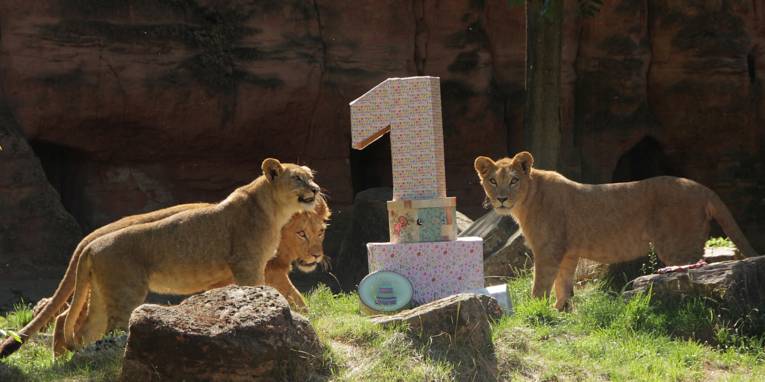 Drei Löwen mit Kartons. 
