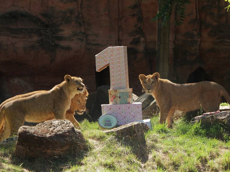 Drei Löwen mit Kartons. 