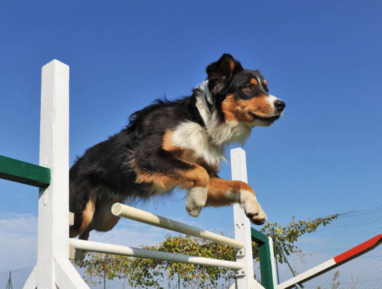 Hübscher Hund im Sprung über eine Hürde.