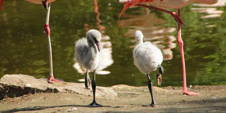 Zwei kleine Flamingos auf einem Bein.