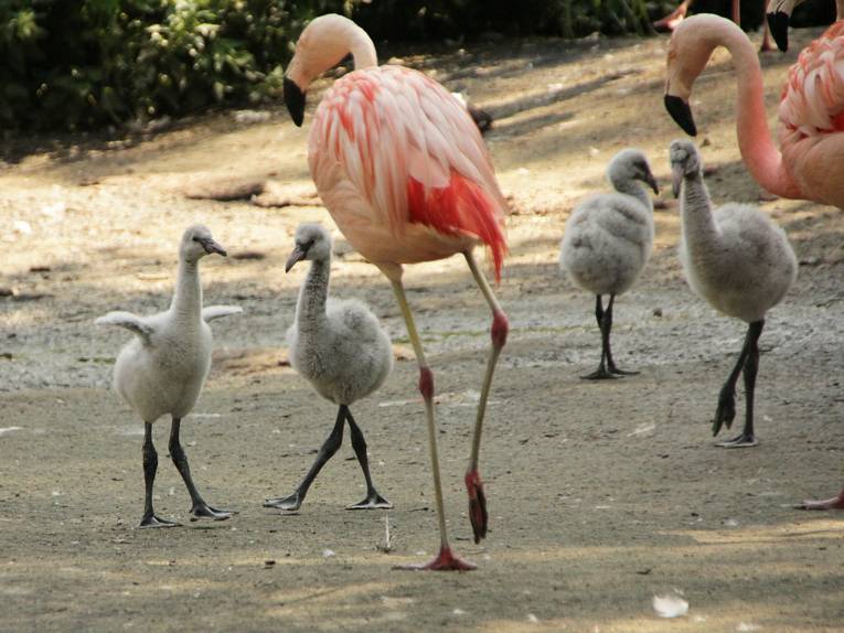 Vier kleine Flamingos mit zwei großen.