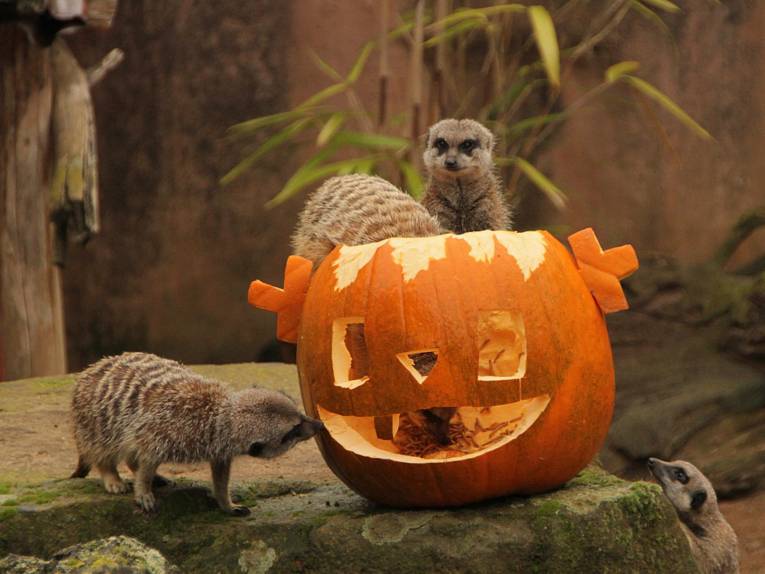 Erdmännchen in einem Kürbis. 