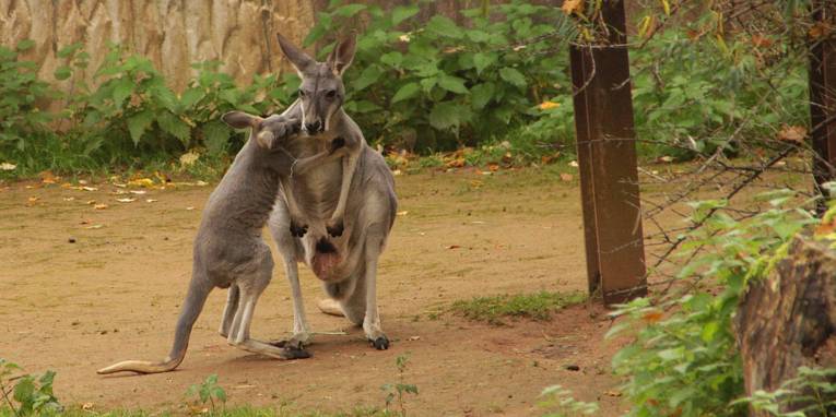 Eine Känguru-Mutter mit Nachwuchs. 