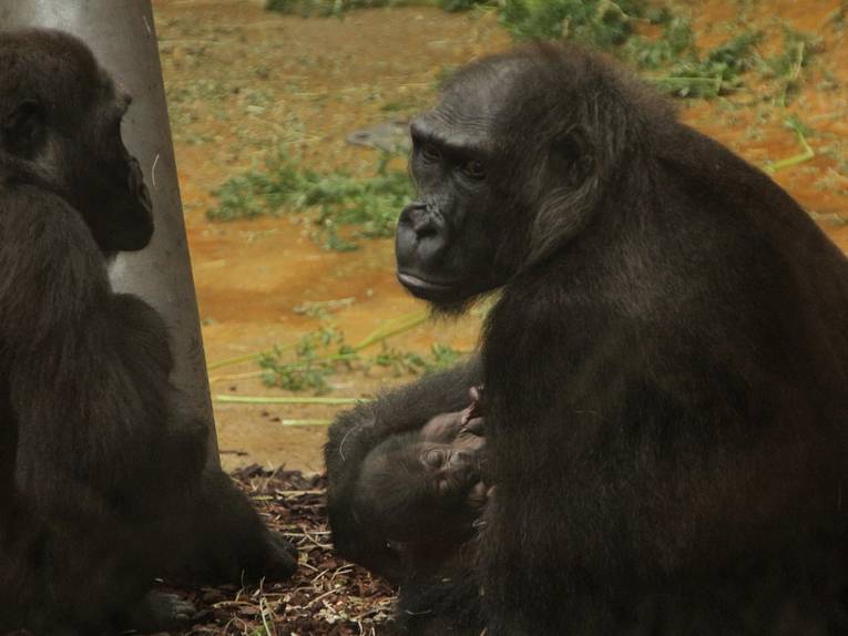 Gorillamutter mit ihrem Kleinen.
