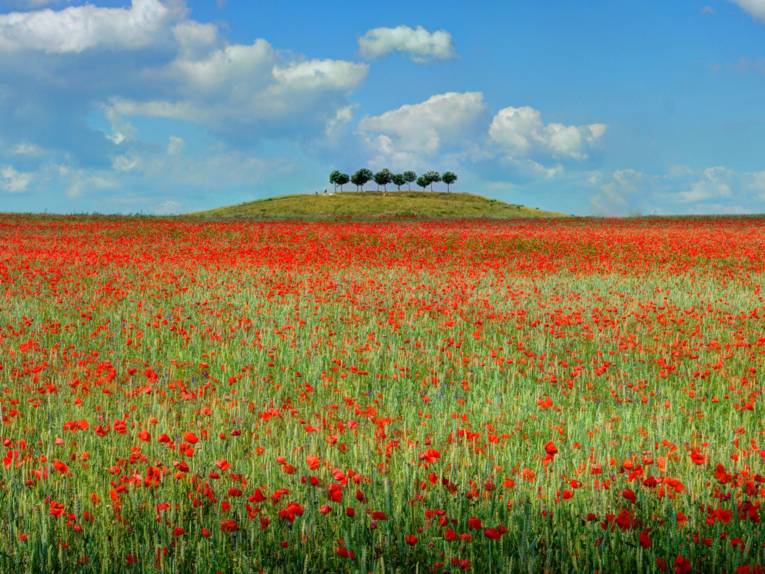 Ein Feld voller Mohnblumen. 