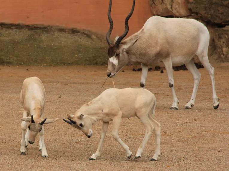 Zwei Addax-Jungtiere beim Spielen. Im Hintergrund ein Muttertier. 