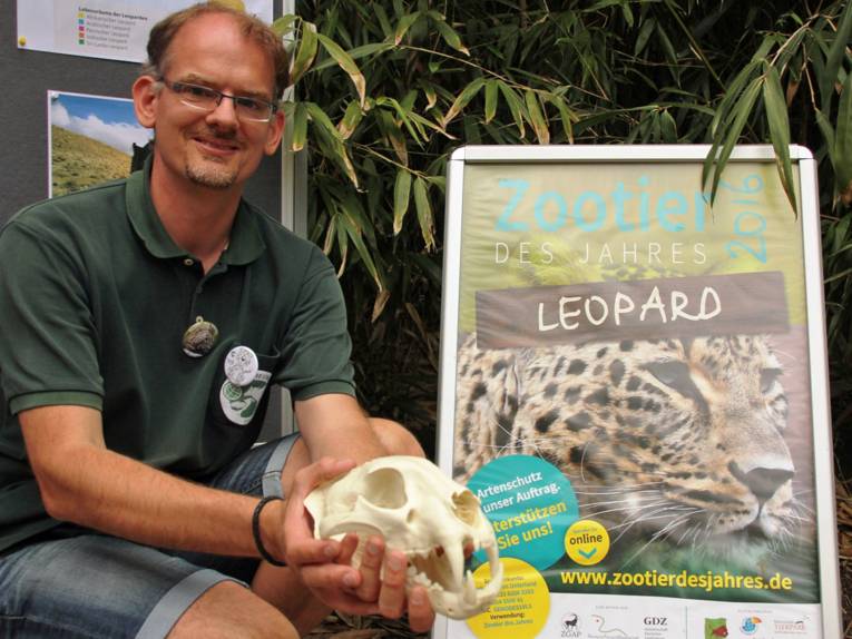 Mann, der eine Leopardenschädel-Nachbildung erklärt. 