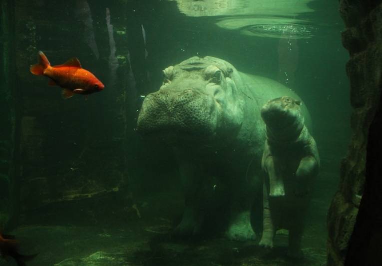 Eine Flusspferd mit seinem Nachwuchs im Wasser. 