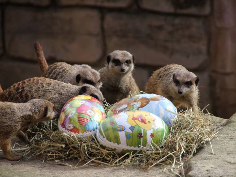Eine Erdmännchenfamilie begutachtet Ostereier.
