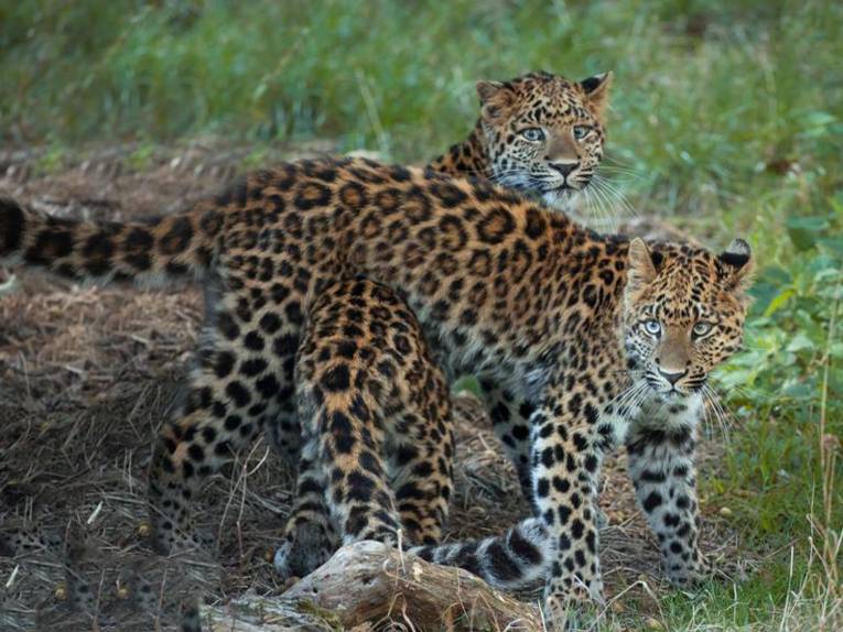 Zwei Leoparden.