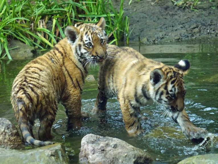Zwei Tigerjunge in einer Wasserpfütze