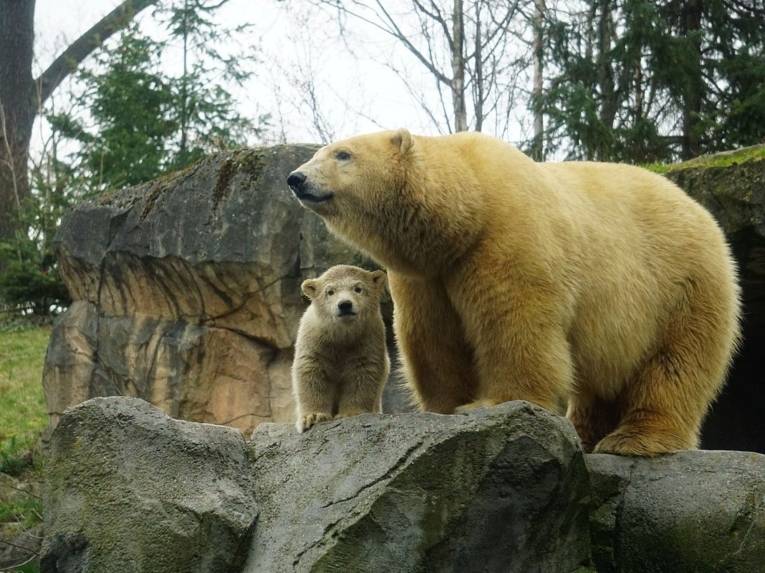 Eisbär-Baby im Gelände