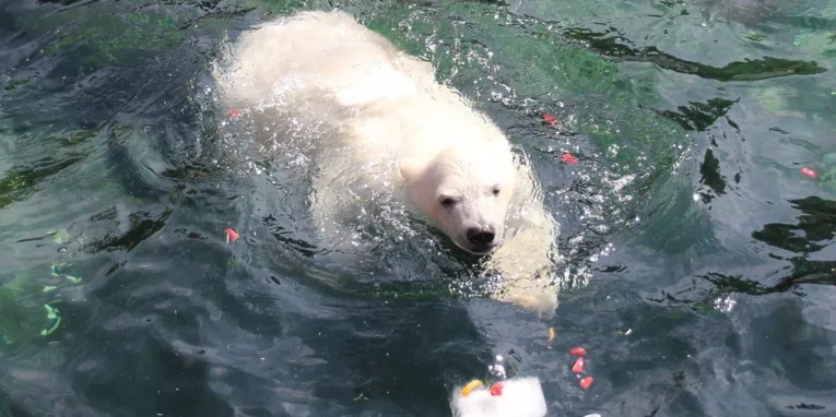Eisbär im Wasser