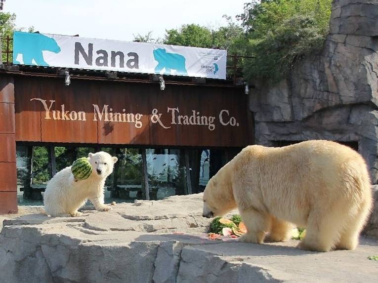 Eisbärin mit Jungtier