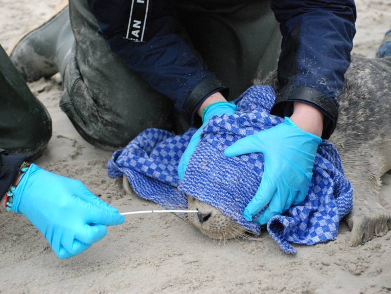 Forscher führen ein Wattestäbchen in die Nase eines Seehundes ein.