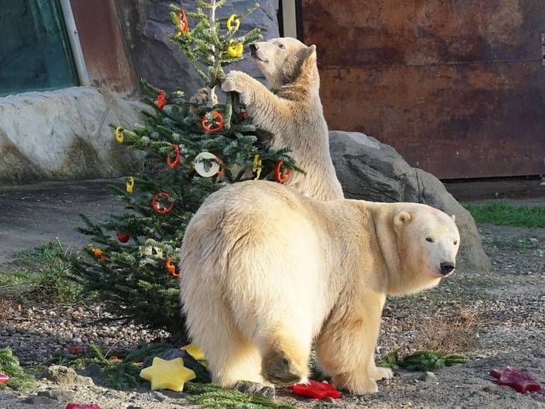 Zwei Eisbären mit einem geschmückten Tannenbaum