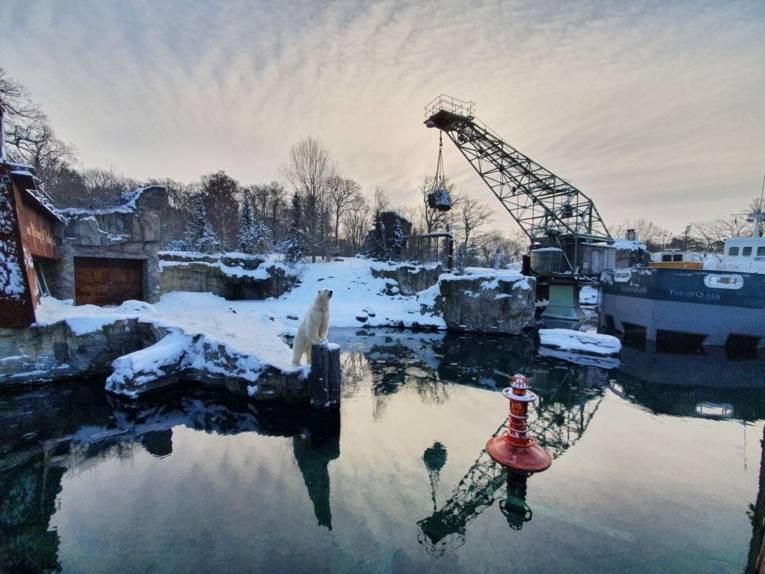 Aufnahme vom Eisbären-Gehege