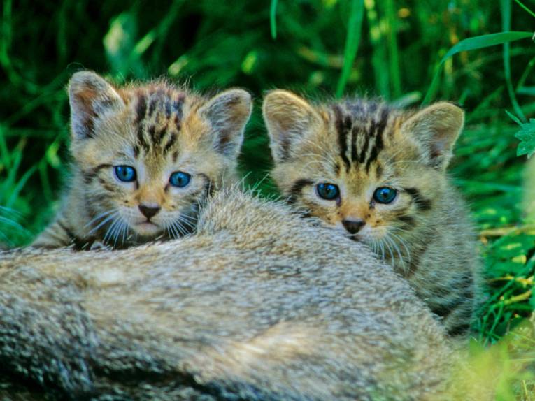 Zwei junge Wildkatzen