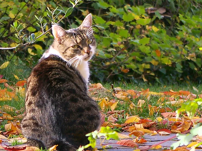 Katze im Laub