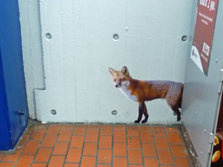 Fuchsplakat neben Automaten