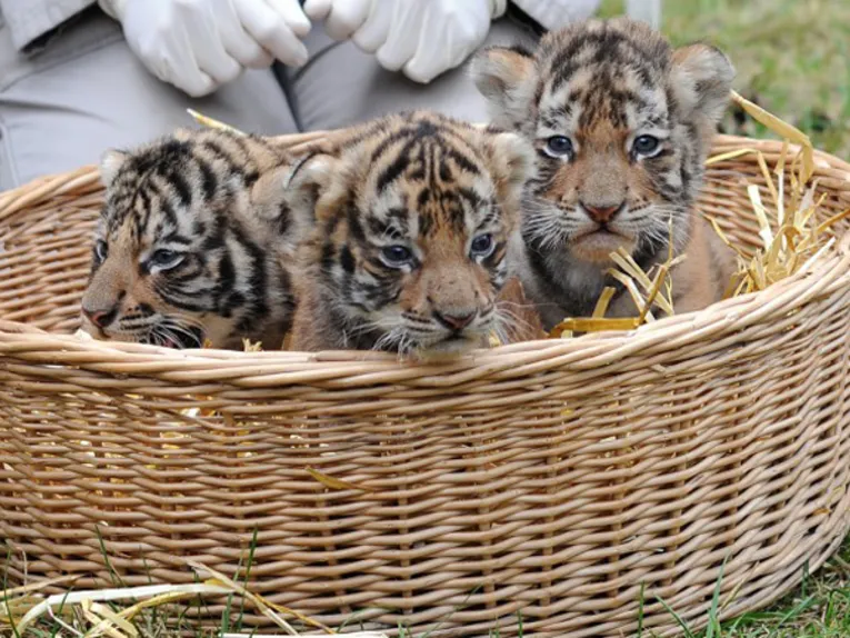 Drei kleine Tigerbabys sitzen in einem Korb.