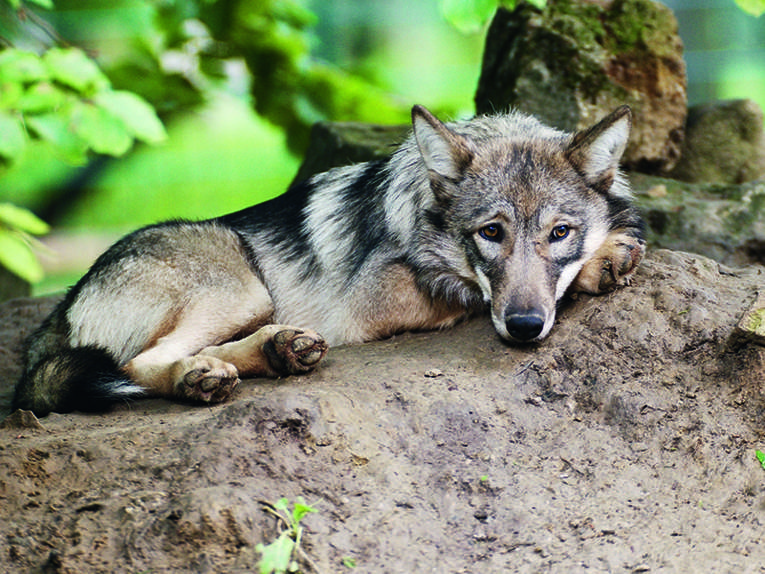 Liegender Wolf