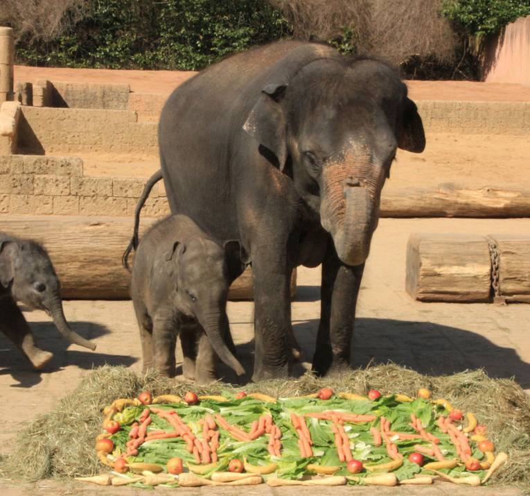 Elefantenkuh mit Elefantenkalb