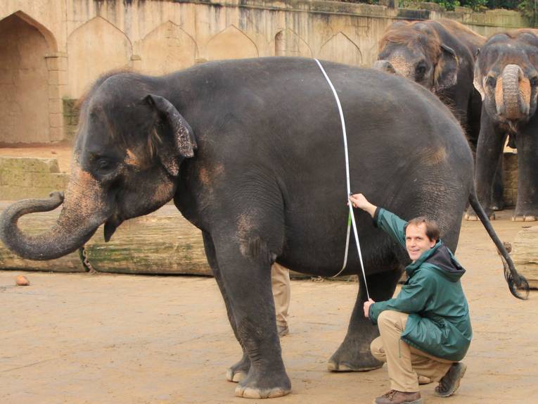 Zoopfleger misst den Bauchumfang von Elefantendame Farina