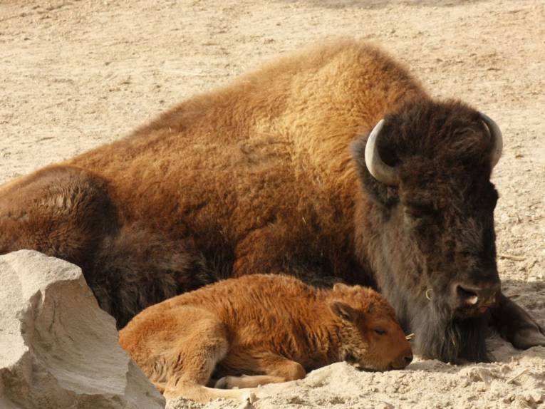 Bisonbulle Thor mit Mutterkuh