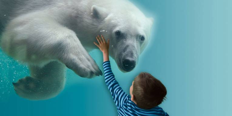 Ein kleiner Junge, der einen Eisbären im Unterwasserbecken beobachtet