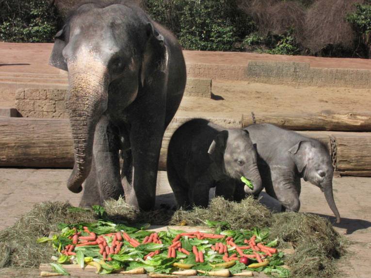 Elefantenkuh mit zwei Elefantenkälbern