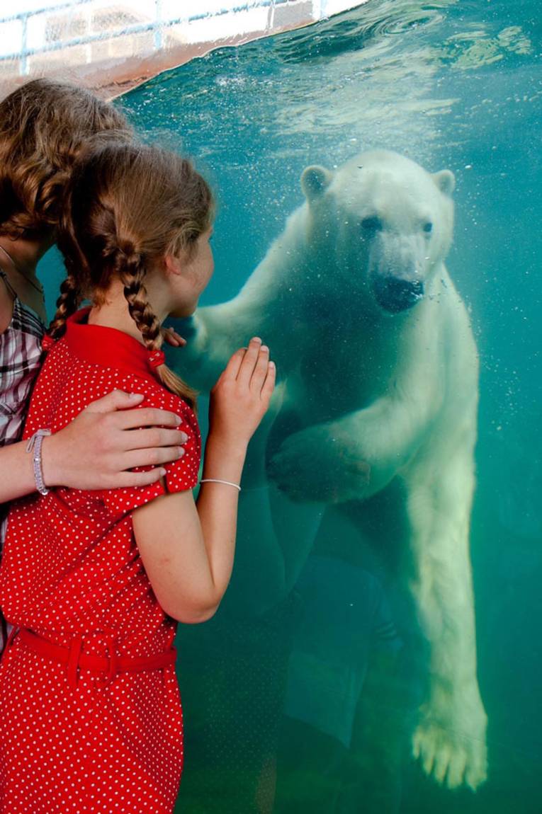 Kinder,die durch eine Glaswand einen tauchenden Eisbär beobachten.